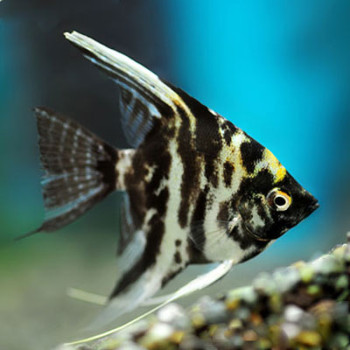 Marble Angel Fish
