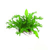 Java fern Windelov on Mesh Live Aquarium Plant