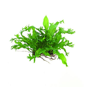 Java fern Windelov on Mesh Live Aquarium Plant