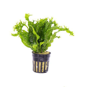 Java fern Windelov on Pot Live Aquarium Plant