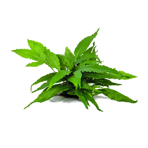 Java fern wrinkled leaf on Metal Pad Live Aquarium Plant