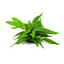 Java fern wrinkled leaf on Metal Pad Live Aquarium Plant
