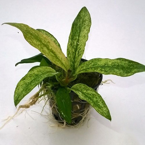 Anubias Barteri Vari Glabra on Rock Live Aquarium Plant