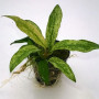 Anubias Barteri Vari Glabra on Rock Live Aquarium Plant