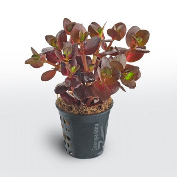 Bacopa Purple Live Aquarium Plant