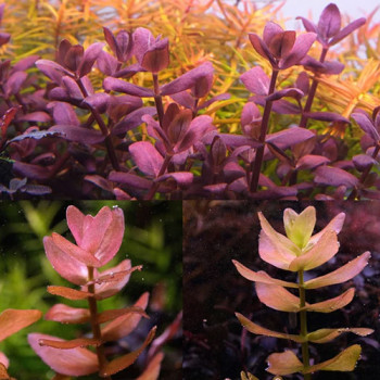 Bacopa salzmannii (USA) Live Aquarium Plant