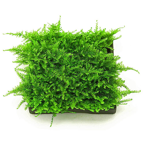 Christmas Moss Bunch Live Aquarium Plant