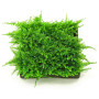 Christmas Moss Bunch Live Aquarium Plant