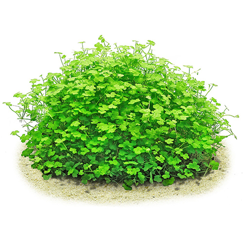 Hydrocotyle tripartita Mini on mesh Live Aquarium Plant