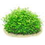 Hydrocotyle tripartita 'Mini' on mesh Live Aquarium Plant