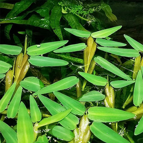 Hygroryza Aristata Live Aquarium Plant
