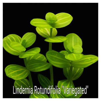 Lindernia Rotundifolia Variegated Live Aquarium Plant
