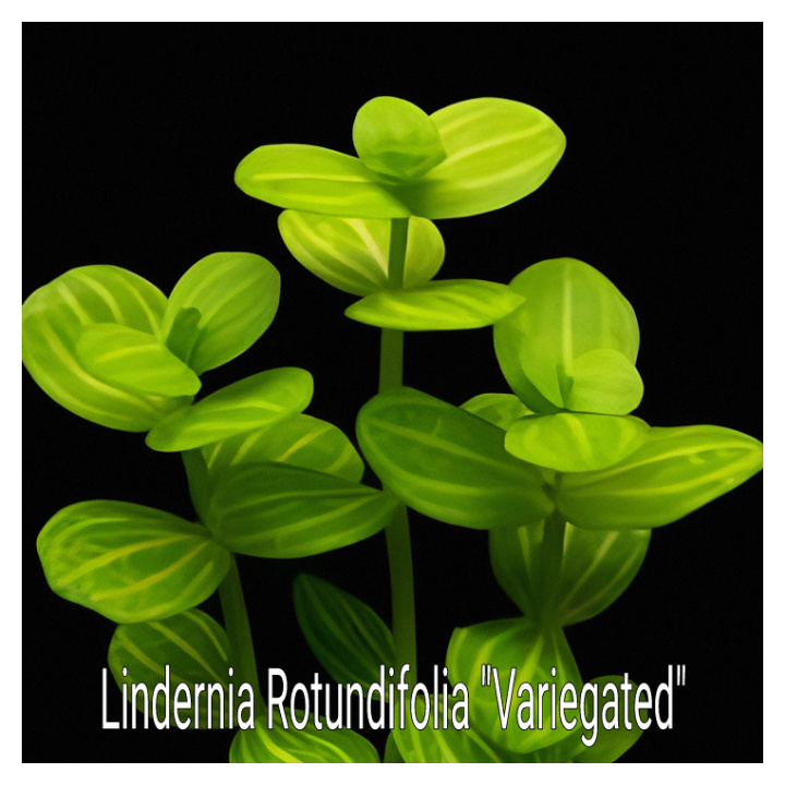Lindernia Rotundifolia Variegated Live Aquarium Plant