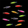 Assorted Danio Rerio Zebra Fish