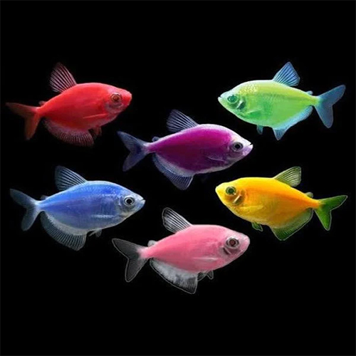 Assorted Widow Tetra Fish