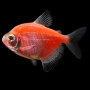 Pink Widow Tetra Fish