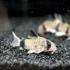 Panda Corydoras Fish (Single)