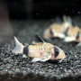 Panda Corydoras Fish (Single)