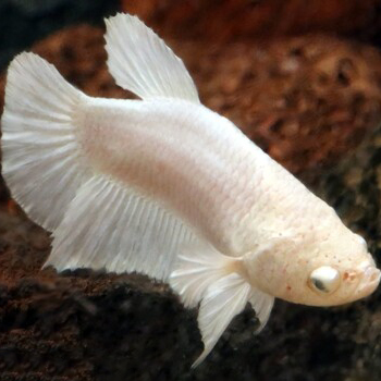 Female Betta - Milky White