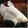 Female Betta - Milky White