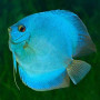 Blue Diamond Discus Fish 2.5inch