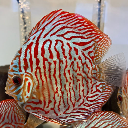 Tiger Turquoise Discus Fish