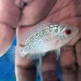GoldenBase Flowerhorn Fish(2 inch)