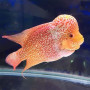 GoldenBase Monster Kok Flowerhorn Fish (3-4 inch)