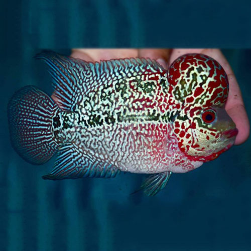 Red KML Monster Kok Flowerhorn Fish (3-4 inch)