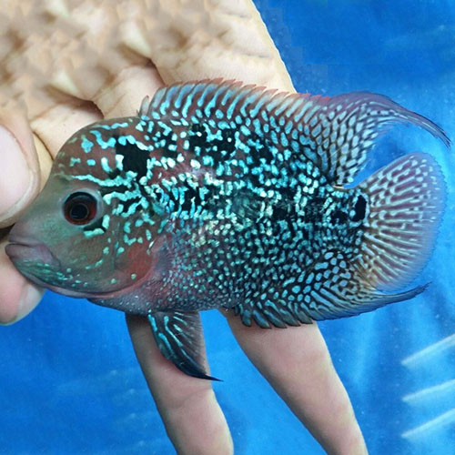 Red Magma Flowerhorn Fish (2 inch)