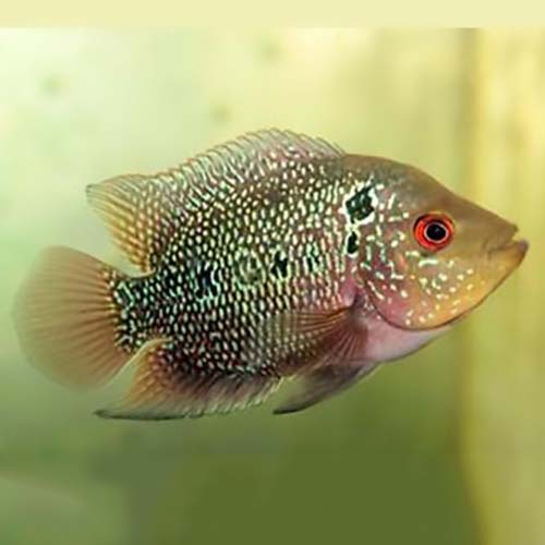 SRD Flowerhorn Fish (2 inch)