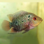 SRD Flowerhorn Fish (2 inch)