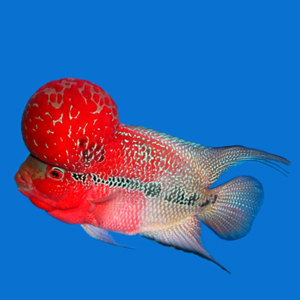 SRD Monster Kok Flowerhorn Fish (3-3.5 inch)