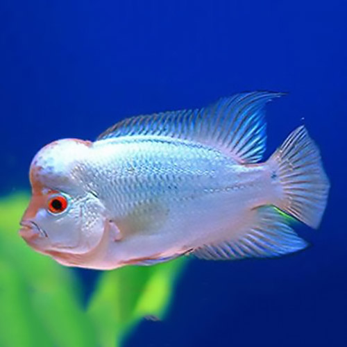 ThaiSilk Flowerhorn Baby Fish