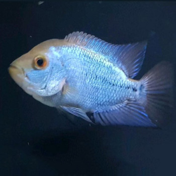 ThaiSilk Flowerhorn Baby Fish
