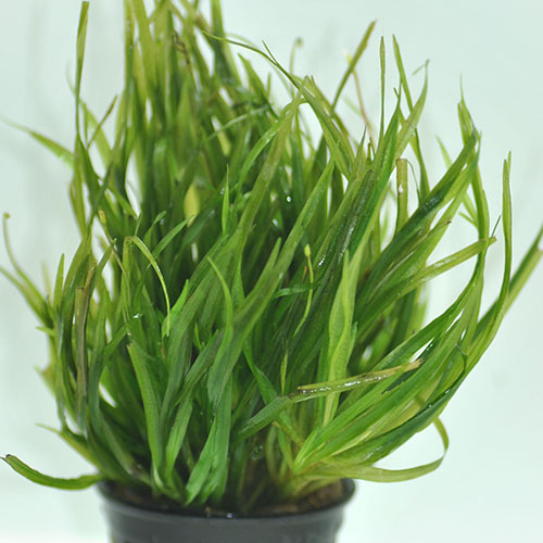 Blyxa Japonica Foreground Carpeting Plant 10 Plant