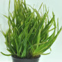 Blyxa Japonica Foreground Carpeting Plant 10 Plant