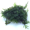 Crepidomanes Malabaricum Bunch Live Aquarium Plant