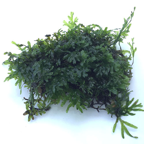 Crepidomanes Malabaricum Bunch Live Aquarium Plant