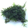 Crepidomanes Malabaricum Bunch Live Aquarium Plant