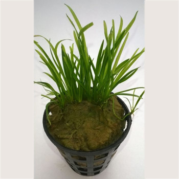 Echinodorus Tennelus Live Aquarium Foreground 50 Plant
