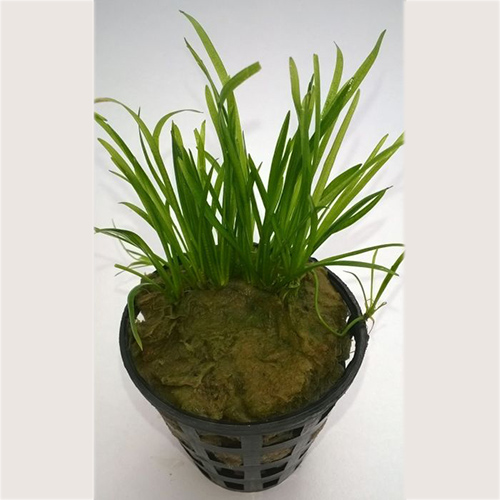 Echinodorus Tennelus Live Aquarium Foreground 50 Plant