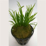Echinodorus Tennelus Live Aquarium Foreground 50 Plant