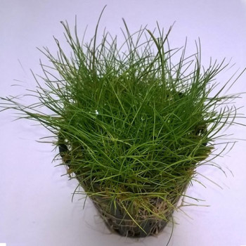 Eleocharis parvula Japanese Live Aquarium Foreground Plant