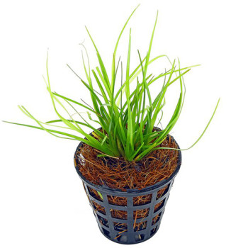 Eriocaulon Breviscapum Live Aquarium Foreground Plant
