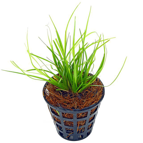 Eriocaulon Breviscapum Live Aquarium Foreground Plant