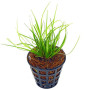 Eriocaulon Breviscapum Live Aquarium Foreground Plant