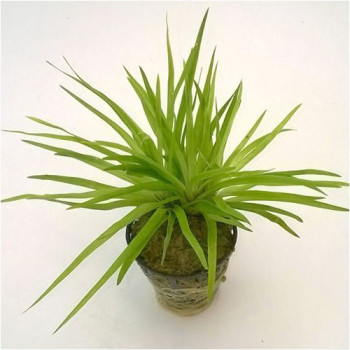 Eriocaulon Sp.parviflorum Live Aquarium Foreground Plant