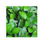 Lagenandra Meeboldii - Green