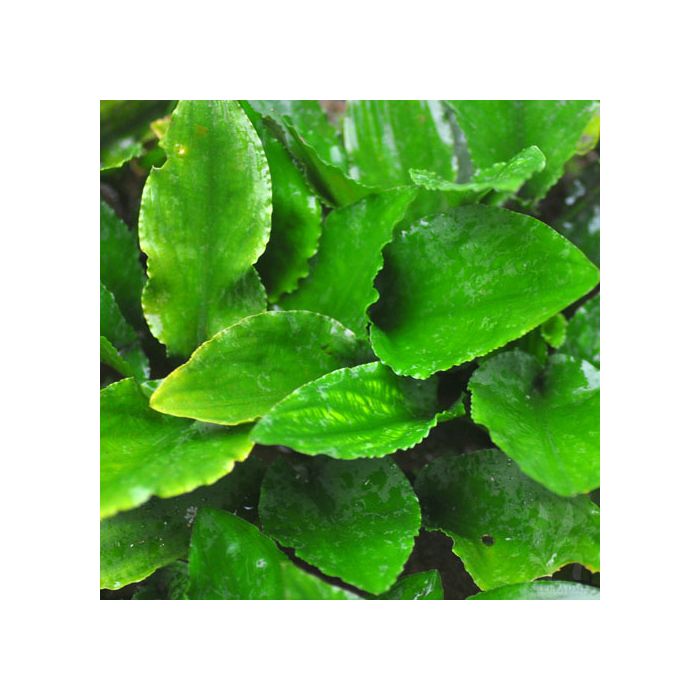 Lagenandra nairii Compact